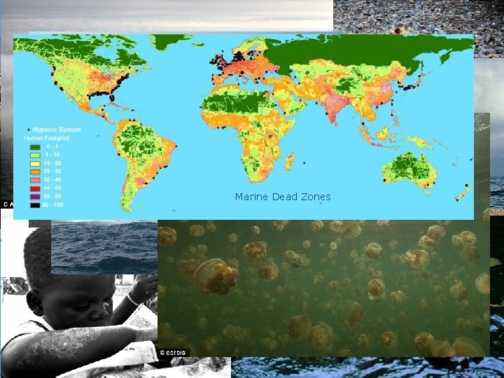 2050? Marine Dead Zones 