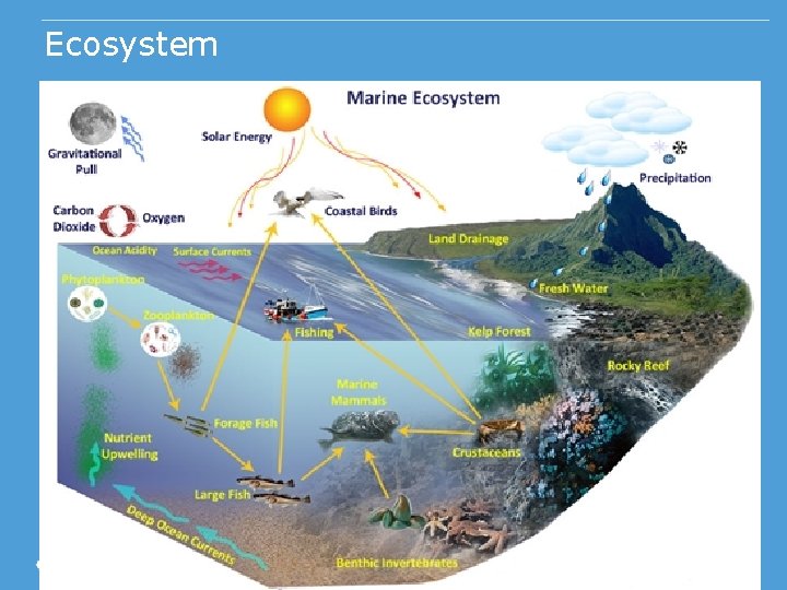Ecosystem 