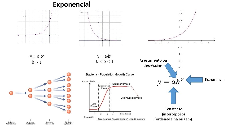 Exponencial Crescimento ou decréscimo Constante (intercepção) (ordenada na origem) Exponencial 