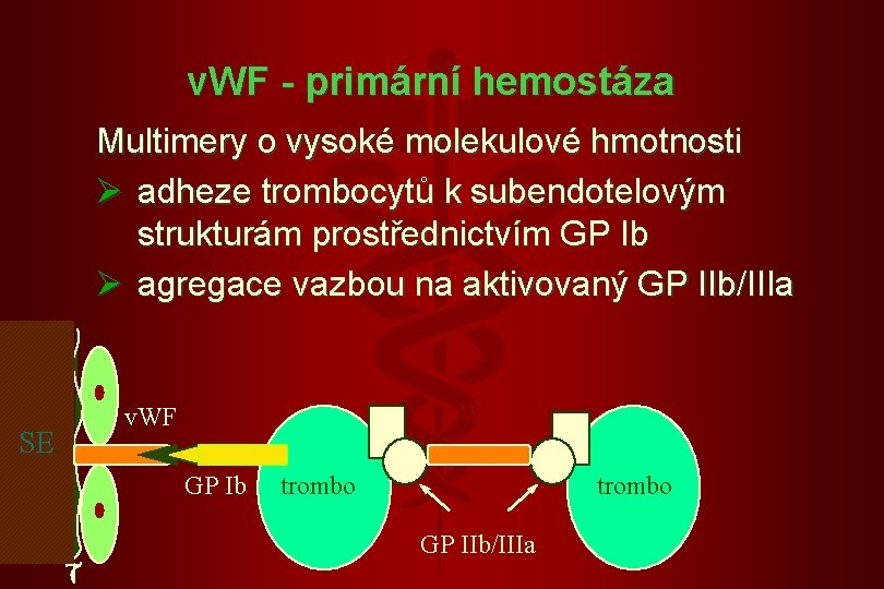 v. WF - primární hemostáza Multimery o vysoké molekulové hmotnosti Ø adheze trombocytů k