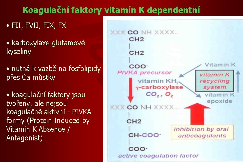 Koagulační faktory vitamín K dependentní • FII, FVII, FIX, FX • karboxylaxe glutamové kyseliny