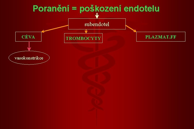 Poranění = poškození endotelu subendotel CÉVA vasokonstrikce TROMBOCYTY PLAZMAT. FF 