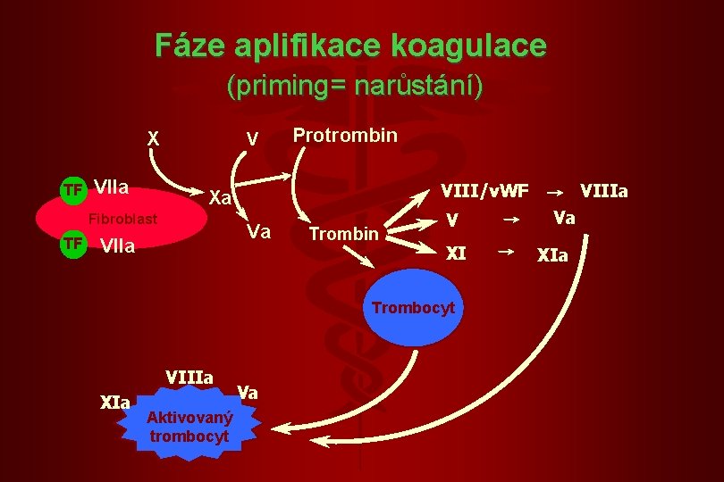 Fáze aplifikace koagulace (priming= narůstání) X TF VIIa V VIII/v. WF Xa Fibroblast TF