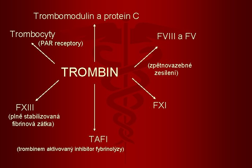 Trombomodulin a protein C Trombocyty FVIII a FV (PAR receptory) TROMBIN (zpětnovazebné zesílení) FXIII