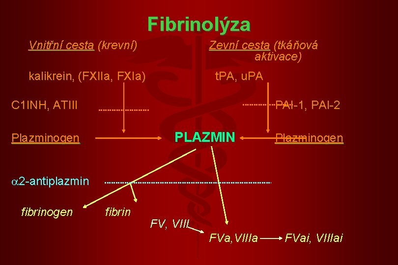 Fibrinolýza Vnitřní cesta (krevní) Zevní cesta (tkáňová aktivace) kalikrein, (FXIIa, FXIa) t. PA, u.