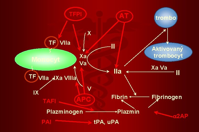 TFPI AT trombo X TF VIIa Monocyt II Aktivovaný trombocyt Xa Va IIa TF