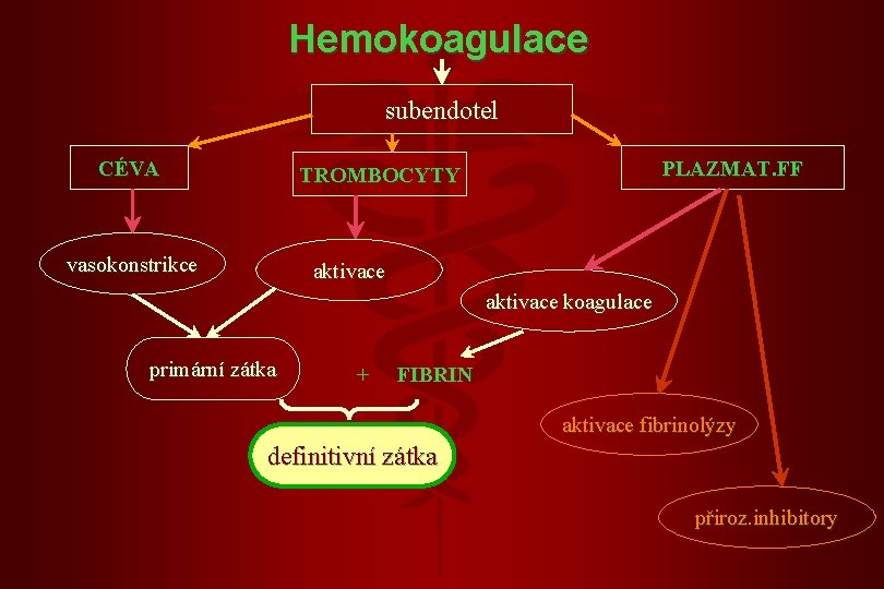 Hemokoagulace subendotel CÉVA PLAZMAT. FF TROMBOCYTY vasokonstrikce aktivace koagulace primární zátka + FIBRIN aktivace