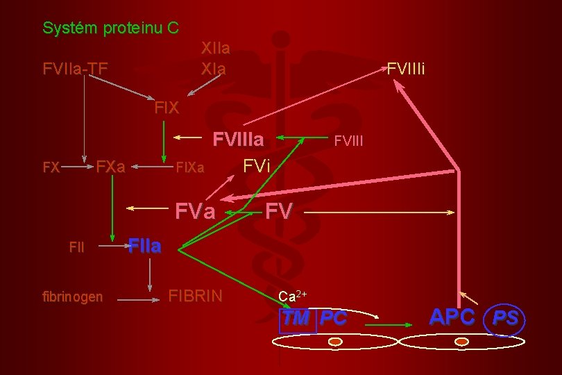 Systém proteinu C XIIa XIa FVIIa-TF FIX FVIIIi FVIIIa FVIII FX FXa FIXa FVi