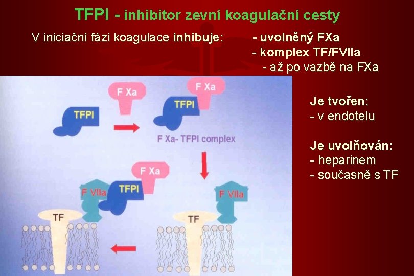 TFPI - inhibitor zevní koagulační cesty V iniciační fázi koagulace inhibuje: - uvolněný FXa
