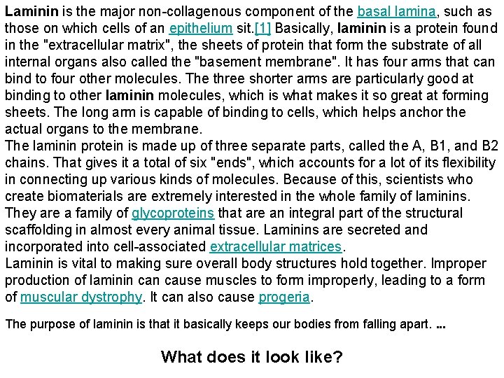 Laminin is the major non-collagenous component of the basal lamina, such as those on