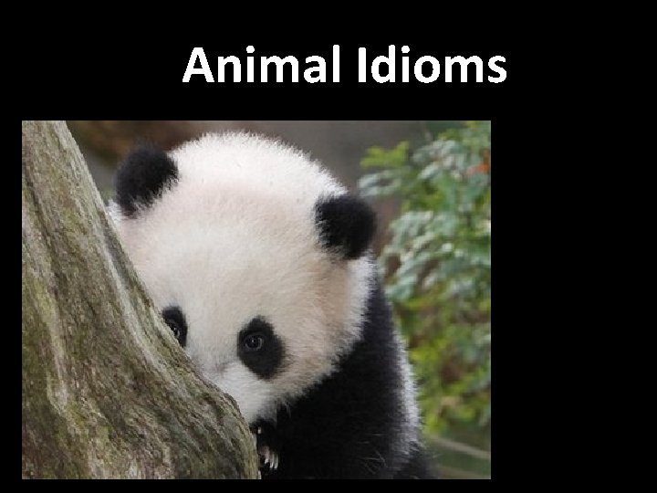 Animal Idioms 