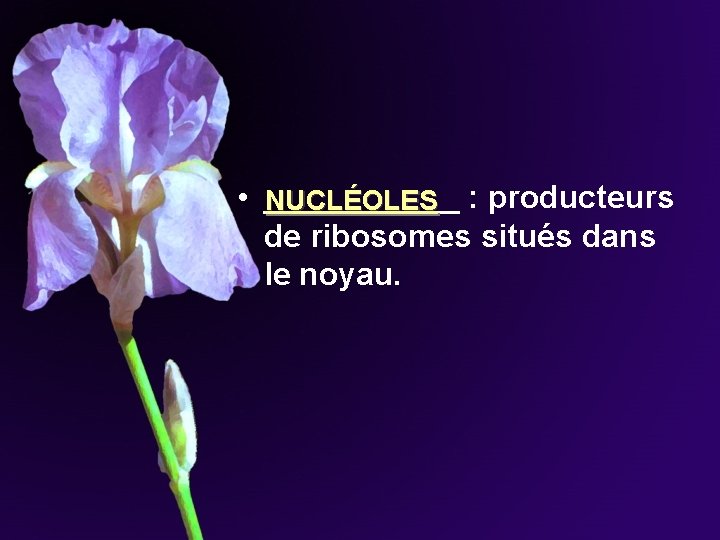 • ______ : producteurs NUCLÉOLES de ribosomes situés dans le noyau. • ______ : producteurs NUCLÉOLES de ribosomes situés dans le noyau.