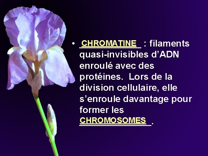 CHROMATINE • ______ : filaments quasi-invisibles d’ADN enroulé avec des protéines. Lors de la CHROMATINE • ______ : filaments quasi-invisibles d’ADN enroulé avec des protéines. Lors de la