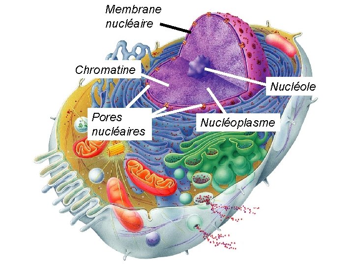 Membrane nucléaire Chromatine Nucléole Pores nucléaires Nucléoplasme Membrane nucléaire Chromatine Nucléole Pores nucléaires Nucléoplasme