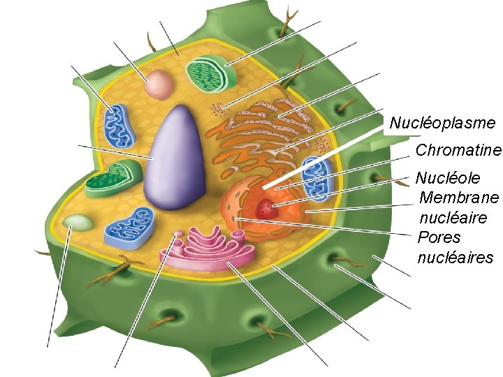 Nucléoplasme Chromatine Nucléole Membrane nucléaire Pores nucléaires Nucléoplasme Chromatine Nucléole Membrane nucléaire Pores nucléaires