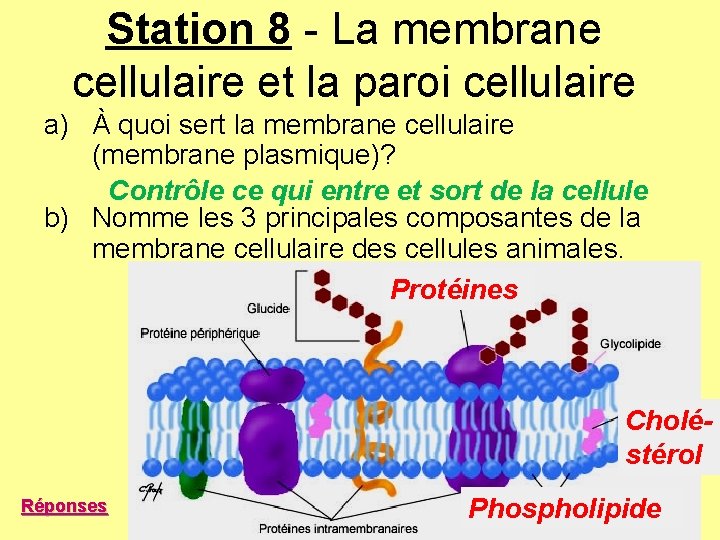 Station 8 - La membrane cellulaire et la paroi cellulaire a) À quoi sert Station 8 - La membrane cellulaire et la paroi cellulaire a) À quoi sert