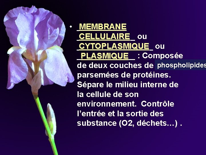 MEMBRANE • _______ ou CELLULAIRE _________ ou CYTOPLASMIQUE _______ : Composée PLASMIQUE phospholipides de MEMBRANE • _______ ou CELLULAIRE _________ ou CYTOPLASMIQUE _______ : Composée PLASMIQUE phospholipides de