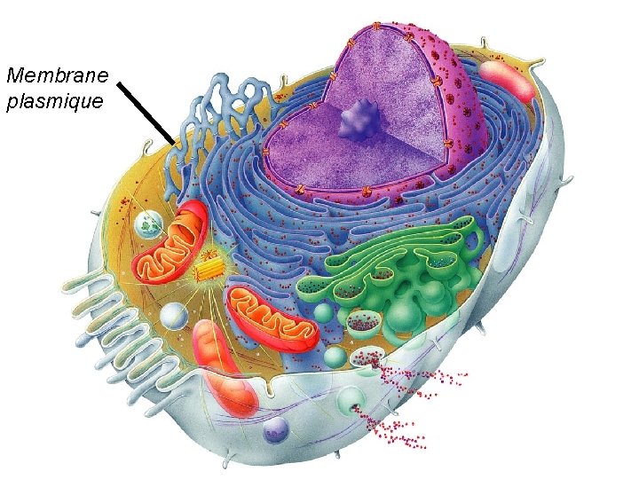 Membrane plasmique Membrane plasmique