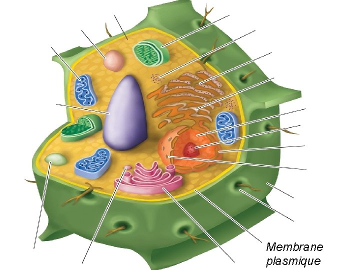 Membrane plasmique Membrane plasmique