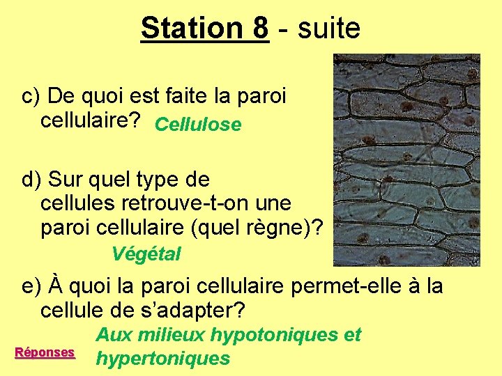 Station 8 - suite c) De quoi est faite la paroi cellulaire? Cellulose d) Station 8 - suite c) De quoi est faite la paroi cellulaire? Cellulose d)