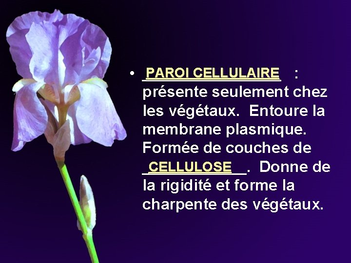 PAROI CELLULAIRE • ________ : présente seulement chez les végétaux. Entoure la membrane plasmique. PAROI CELLULAIRE • ________ : présente seulement chez les végétaux. Entoure la membrane plasmique.