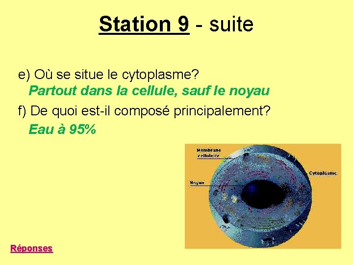 Station 9 - suite e) Où se situe le cytoplasme? Partout dans la cellule, Station 9 - suite e) Où se situe le cytoplasme? Partout dans la cellule,
