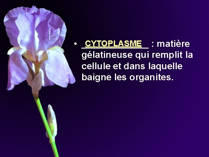 CYTOPLASME • _______ : matière gélatineuse qui remplit la cellule et dans laquelle baigne CYTOPLASME • _______ : matière gélatineuse qui remplit la cellule et dans laquelle baigne