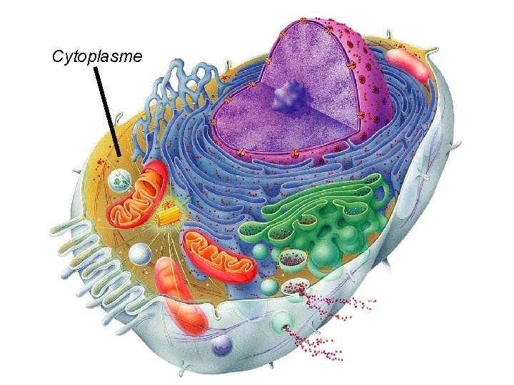 Cytoplasme Cytoplasme