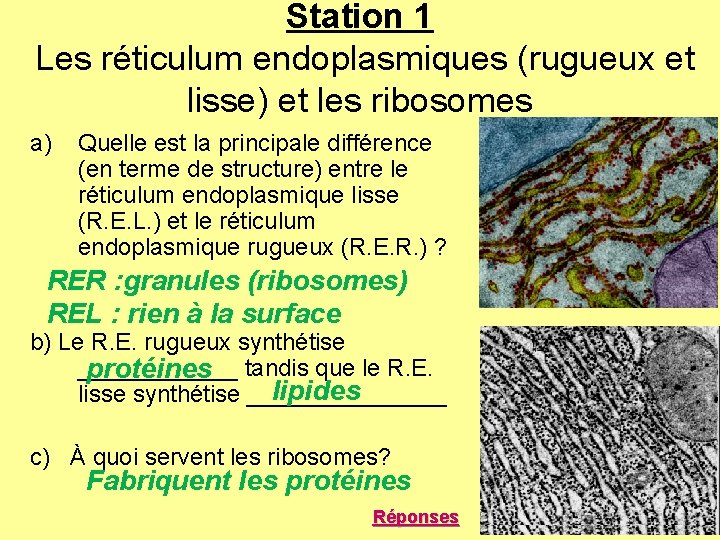 Station 1 Les réticulum endoplasmiques (rugueux et lisse) et les ribosomes a) Quelle est Station 1 Les réticulum endoplasmiques (rugueux et lisse) et les ribosomes a) Quelle est