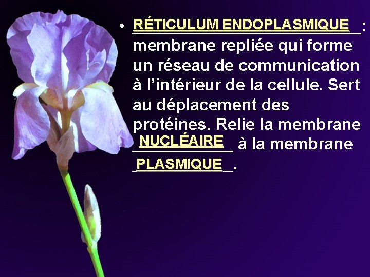 RÉTICULUM ENDOPLASMIQUE • _____________: membrane repliée qui forme un réseau de communication à l’intérieur RÉTICULUM ENDOPLASMIQUE • _____________: membrane repliée qui forme un réseau de communication à l’intérieur