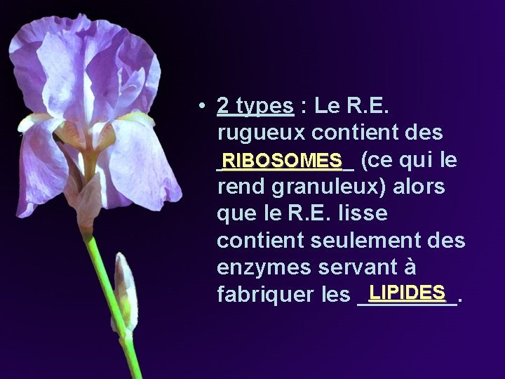 • 2 types : Le R. E. rugueux contient des ______ (ce qui • 2 types : Le R. E. rugueux contient des ______ (ce qui