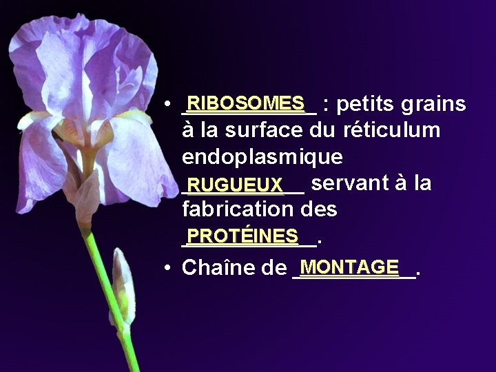 RIBOSOMES • ______ : petits grains à la surface du réticulum endoplasmique _____ servant RIBOSOMES • ______ : petits grains à la surface du réticulum endoplasmique _____ servant