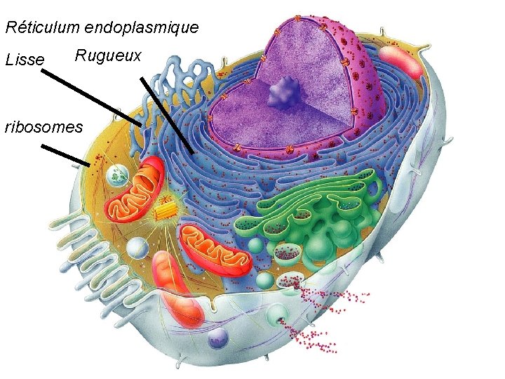 Réticulum endoplasmique Lisse Rugueux ribosomes Réticulum endoplasmique Lisse Rugueux ribosomes