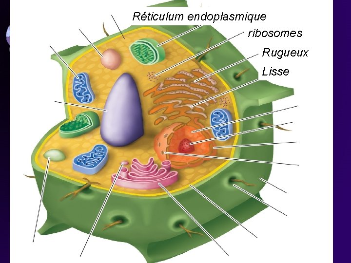 Réticulum endoplasmique ribosomes Rugueux Lisse Réticulum endoplasmique ribosomes Rugueux Lisse