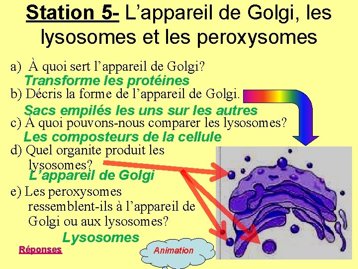 Station 5 - L’appareil de Golgi, les lysosomes et les peroxysomes a) À quoi Station 5 - L’appareil de Golgi, les lysosomes et les peroxysomes a) À quoi
