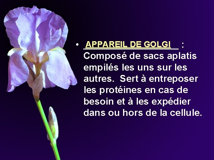 APPAREIL DE GOLGI • _________ : Composé de sacs aplatis empilés les uns sur APPAREIL DE GOLGI • _________ : Composé de sacs aplatis empilés les uns sur