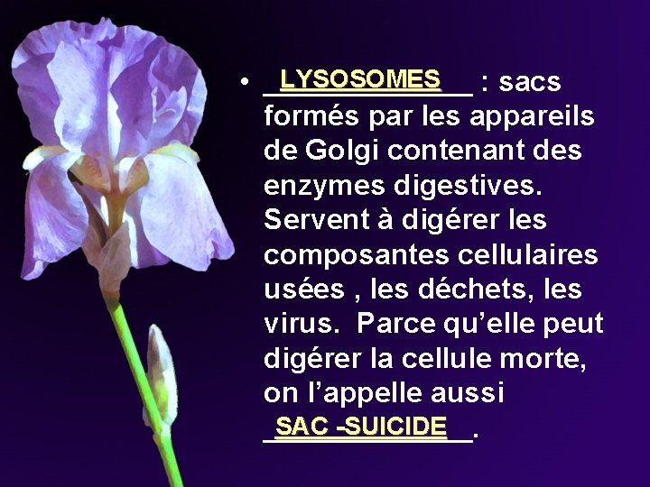 LYSOSOMES • _______ : sacs formés par les appareils de Golgi contenant des enzymes LYSOSOMES • _______ : sacs formés par les appareils de Golgi contenant des enzymes