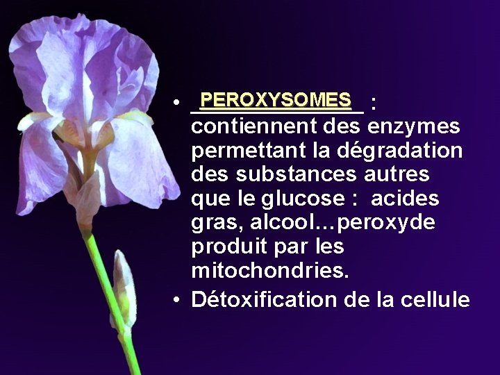 PEROXYSOMES • _______ : contiennent des enzymes permettant la dégradation des substances autres que PEROXYSOMES • _______ : contiennent des enzymes permettant la dégradation des substances autres que
