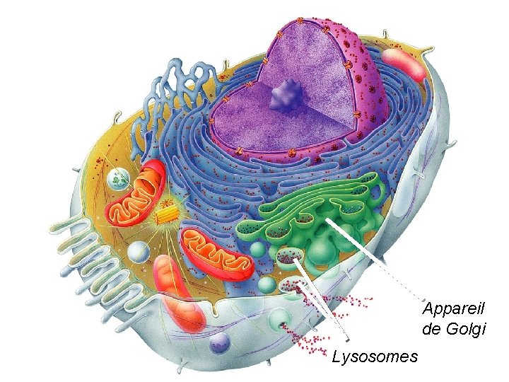 Appareil de Golgi Lysosomes Appareil de Golgi Lysosomes
