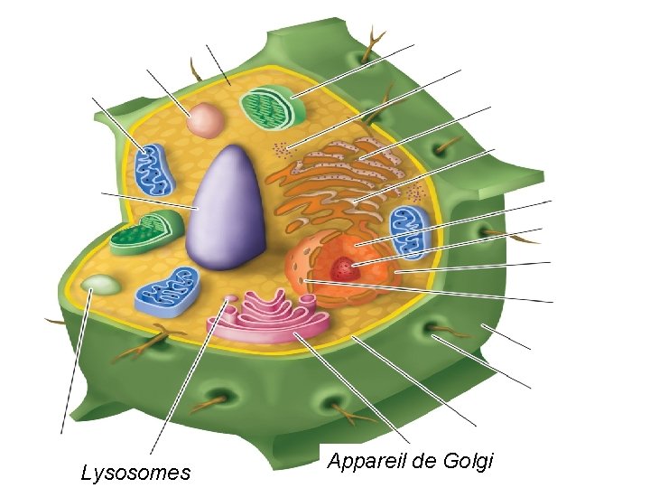 Lysosomes Appareil de Golgi Lysosomes Appareil de Golgi