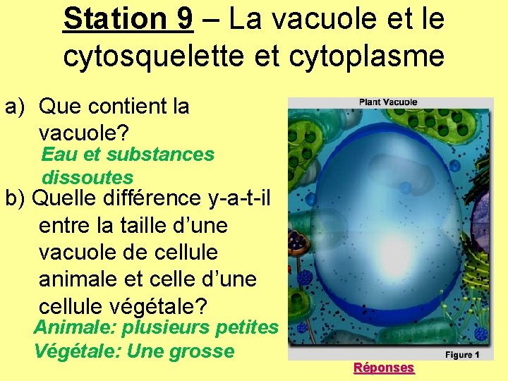 Station 9 – La vacuole et le cytosquelette et cytoplasme a) Que contient la Station 9 – La vacuole et le cytosquelette et cytoplasme a) Que contient la