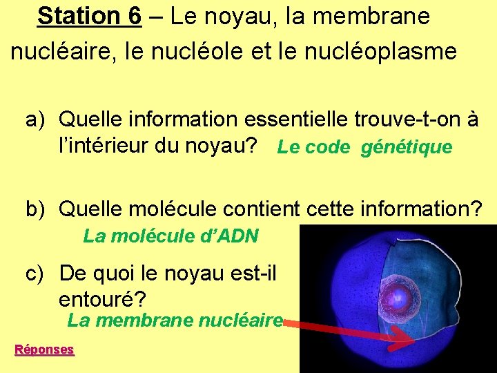 Station 6 – Le noyau, la membrane nucléaire, le nucléole et le nucléoplasme a) Station 6 – Le noyau, la membrane nucléaire, le nucléole et le nucléoplasme a)