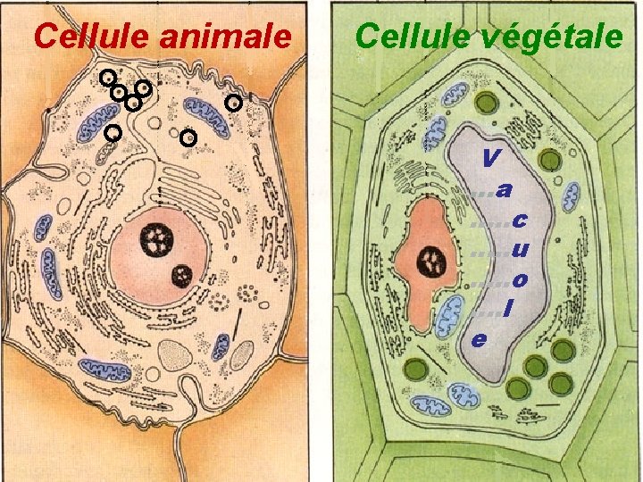 Cellule animale Cellule végétale V …a …. . c …. . u …. . Cellule animale Cellule végétale V …a …. . c …. . u …. .