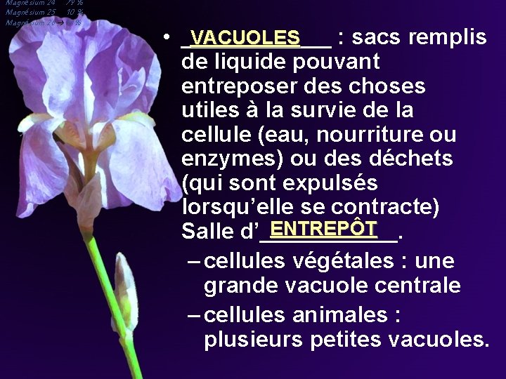 Magnésium 24 79 % Magnésium 25 10 % Magnésium 26 11% VACUOLES • ______ Magnésium 24 79 % Magnésium 25 10 % Magnésium 26 11% VACUOLES • ______