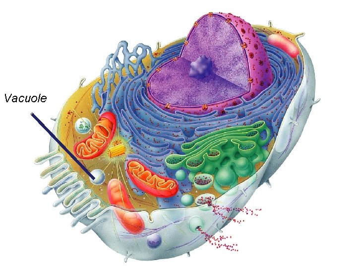 Vacuole Vacuole