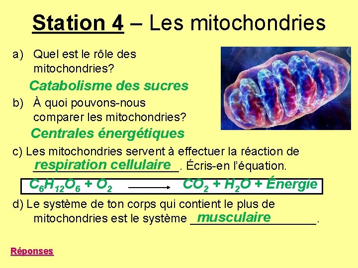 Station 4 – Les mitochondries a) Quel est le rôle des mitochondries? Catabolisme des Station 4 – Les mitochondries a) Quel est le rôle des mitochondries? Catabolisme des