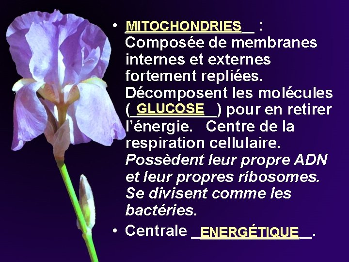MITOCHONDRIES • ________ : Composée de membranes internes et externes fortement repliées. Décomposent les MITOCHONDRIES • ________ : Composée de membranes internes et externes fortement repliées. Décomposent les