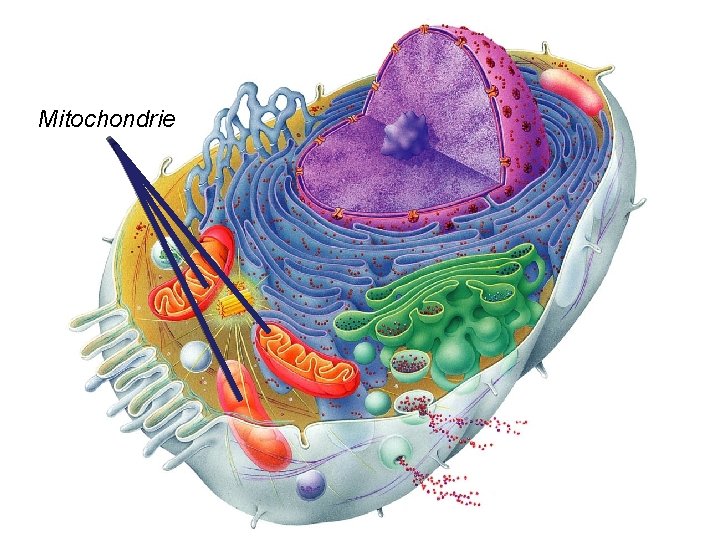 Mitochondrie Mitochondrie