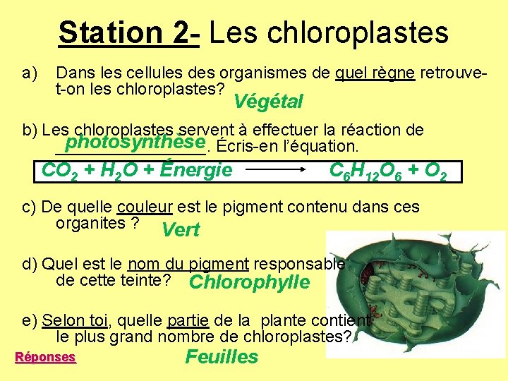 Station 2 - Les chloroplastes a) Dans les cellules des organismes de quel règne Station 2 - Les chloroplastes a) Dans les cellules des organismes de quel règne