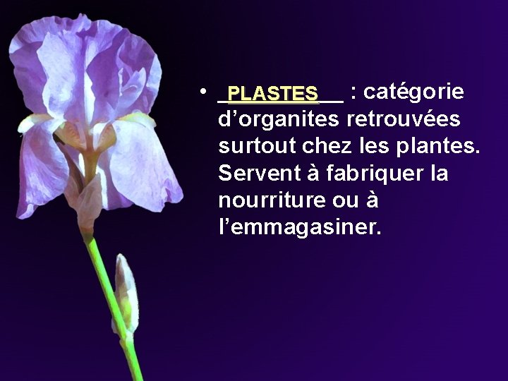 • _____ : catégorie PLASTES d’organites retrouvées surtout chez les plantes. Servent à • _____ : catégorie PLASTES d’organites retrouvées surtout chez les plantes. Servent à